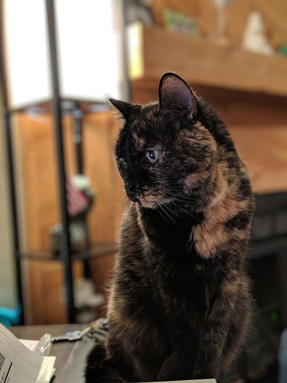 boo, a tortoiseshell cat, sitting and looking to the side